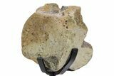 Fossil Thescelosaurus Vertebra w/ Metal Stand - South Dakota #354298-1